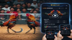 Cách chọn sảnh Đá Gà Cựa Dao Philippines Betvip